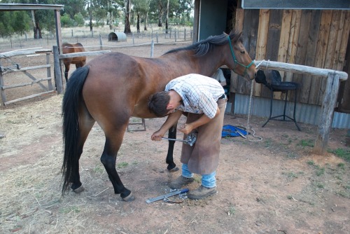 Shoeing